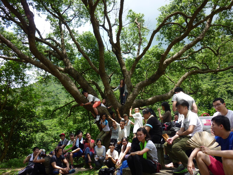 10 Fun and challenging tree climbing.JPG